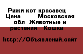 Рижи кот красавец  › Цена ­ 10 - Московская обл. Животные и растения » Кошки   